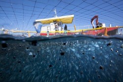 Marine aquaculture and shellfish farming